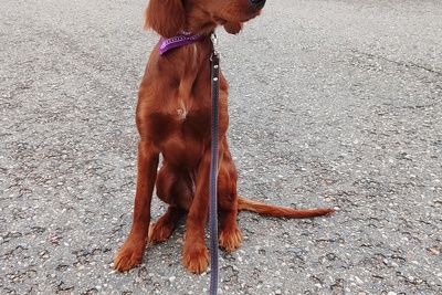 Девочка ирландского сеттера