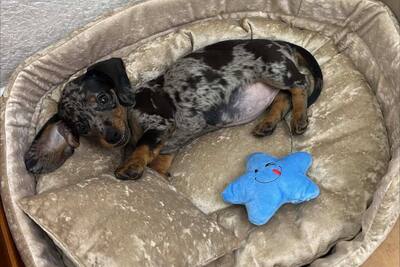 Мраморная кроличья такса(девочка)