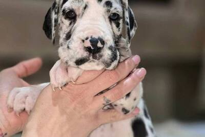 Щенки немецкого дога