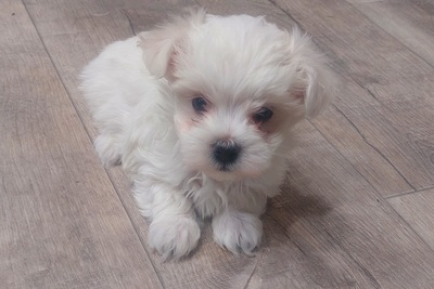 Щенки мальтийской болонки