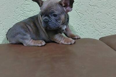 щенки французского бульдога