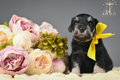 Щенки цвергшнауцера