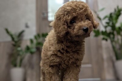 Щенки  пуделя с родословной