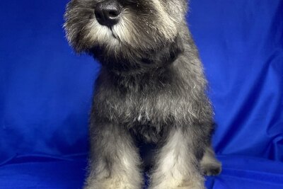 Продаются щенки цвергшнауцера