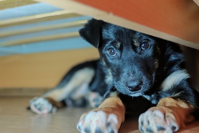 Малышка щенуля в добрые руки