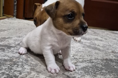 Девочки Джек Рассел терьер