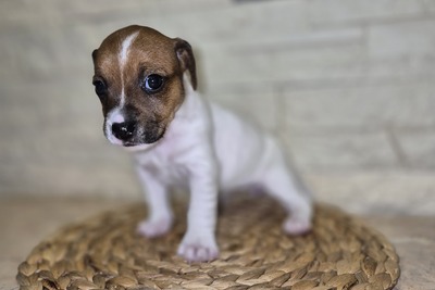 Породные щенки Джек Рассел Терьер