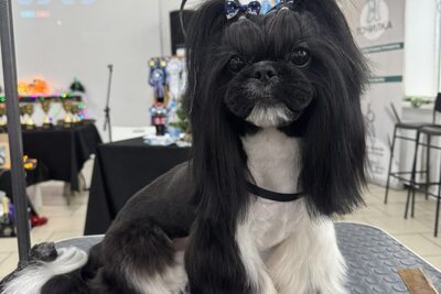 Ши-тцу для вязки