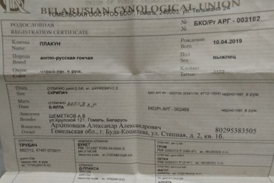 Продаётся Англо-русская гончая .6 лет.