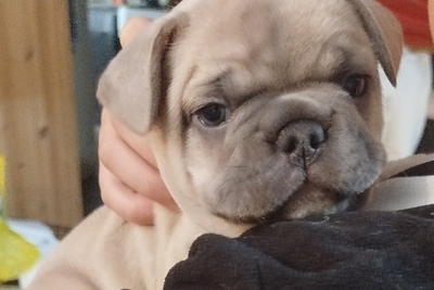 Французский бульдог