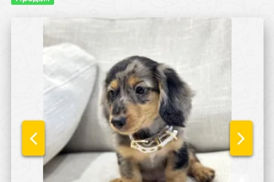 Такса зенок кабель