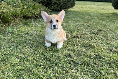 Вельш корги пемброк