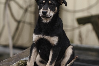 Щенок в дар!