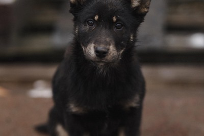 Щенки в дар!