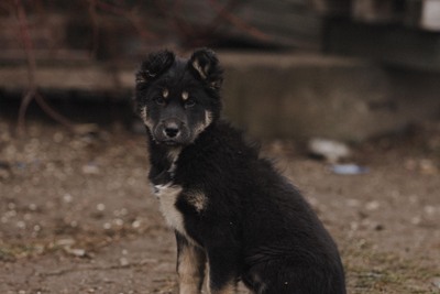 Щенок в дар!
