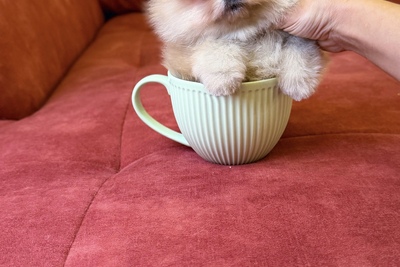 МИНИ мальчик померанский шпиц