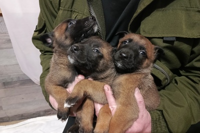 Бельгийская овчарка( Малинуа) щенки
