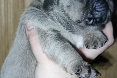 Французский бульдог