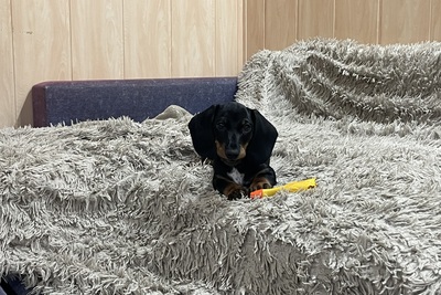 Шикарный щенок кроличьей/ миниатюрной таксы