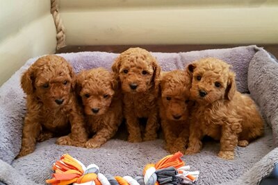 Щенки /мальчики красного той пуделя с родословной