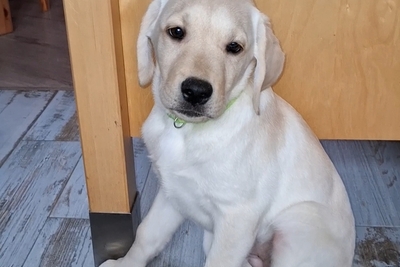 Породистые щенки лабрадора