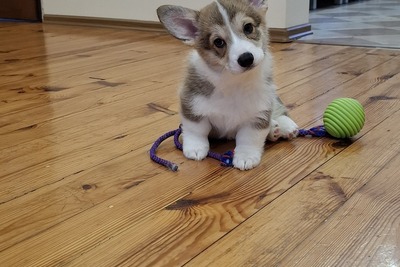 Девочка корги