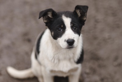 Щенок в дар!