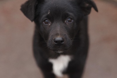 Щенок в дар!