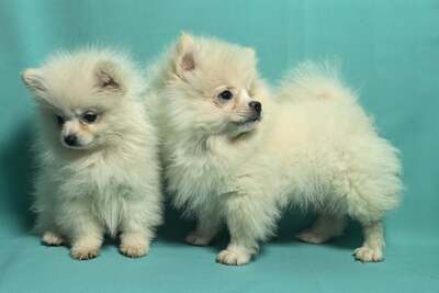 Щенки померанского шпица из питомника- медвежий тип.