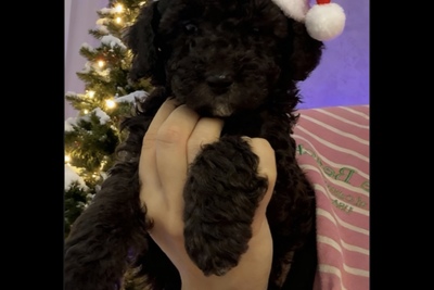 Мальтипу мальчик