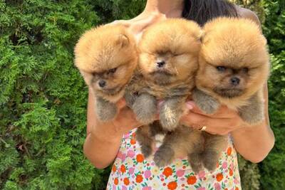 Померанские шпицы высшего качества