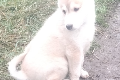 Продам щенков ЗСЛ от ПЧ по лосю