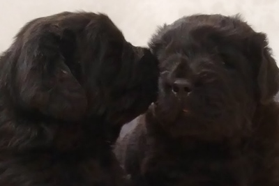 Ньюфауленд