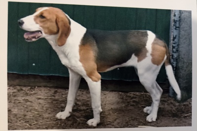 Продам эстонскую гончую