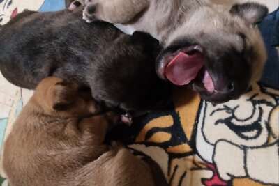 Щенки амстаффа! Стаффорд. Стафф. Амстаф. Американский стаффордширский