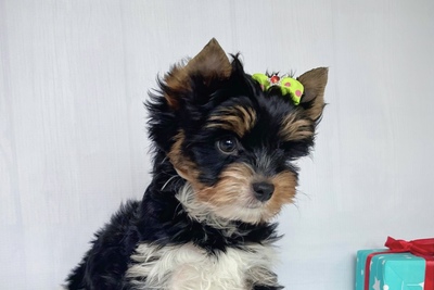 Бивер йоркширский терьер