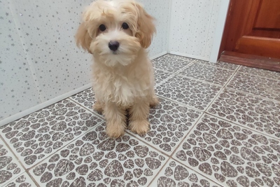 Мальтипу F1.