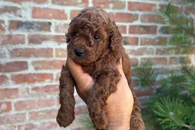 Той-пудели превосходного происхождения