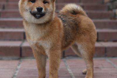 Сиба шиба ину