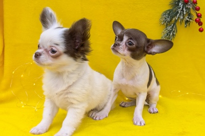 Щенки чихуахуа. Мальчики
