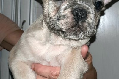 Щенки французского бульдога из цветного разведени
