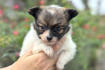 Щенки папильона.