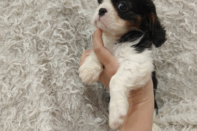 Девочка кавалер кинг чарльз