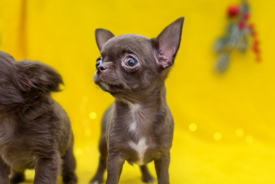Щенки Чихуахуа. Девочки