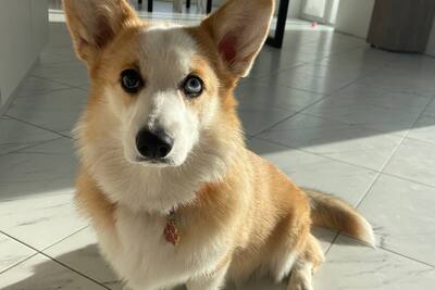 Вельш-корги пемброк 1,5 года