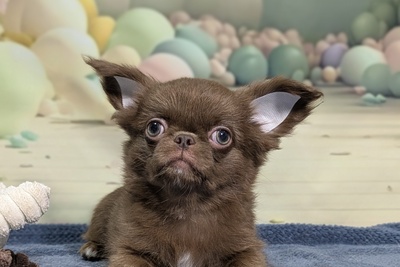 Девочка чихуахуа длинношерстная.