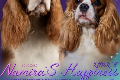 Кавалер кинг чарльз спаниель Мальчик