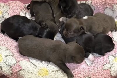 Чихуахуа мальчики и девочки крем , белые шоколадные д/ш черно-белые, л