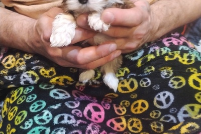 Мальчик Шит-цу