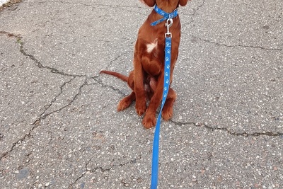 Мальчик ирландского сеттера